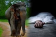 மட்டக்களப்பில் காட்டு யானை தாக்கியதில் பெண்ணொருவர் பலி!