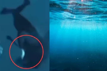 ஆழ் கடலில் நீச்சலடித்த பெண்.. அடுத்து நொடி நடந்த பதபதைக்கும் சம்பவம் - viral video!