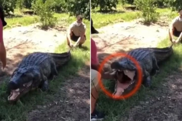 முதலையின் வாயிலிருந்து வெளியே வரும் மனிதர்! நம்பமுடியாத திகில் காட்சி