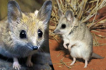 வெறும் 11 நாட்களில் இனப்பெருக்கும் உயிரினம்! பலரும் அறியாத உண்மை