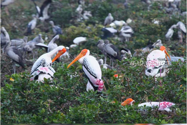 இலங்கையை அலங்கரிக்கும் புதிய வகை பறவைகள்(Video) | A New Species Of Bird To Grace Sri Lanka