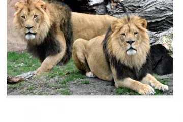 இந்தியாவில் முதல் முறையாக 8 ஆசிய சிங்கங்களுக்கு கொரோனா தொற்று உறுதி செய்யப்பட்டுள்ளது