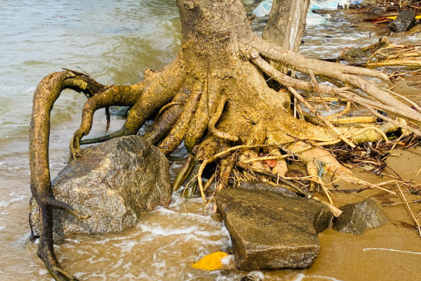 திருகோணமலையில் கடும் கடலரிப்புக்குளாகும் பிரதேசம்; மக்கள் கவலை | Trinco Muthur Severely Affected By Coastal Erosion