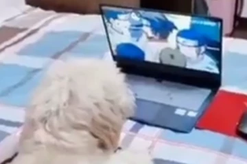 உலக மகா நடிப்புடா சாமி! நடு இரவில் மனிதர்களை போல் டிவி பார்த்த நாய்... ஓனர் வருவது தெரிஞ்சதும் செஞ்ச செயல பாருங்க..!