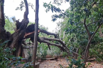 யாழில் மரம் முறிந்து விபத்து: அதிஷ்டவசமாக உயிர் தப்பிய சாரதி