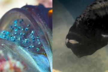 தன் குட்டிகளை வாயில் வைத்து காப்பாற்றும் மீன்கள்! மெய்சிலிர்க்கும் காணொளி