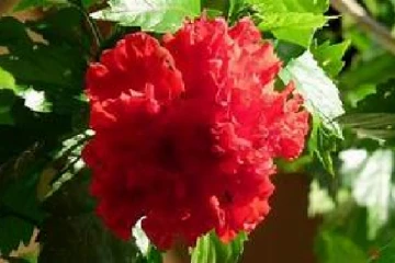 කවුරුත් ආසාවෙන් කන වද මල් ව්‍යාංජනයක් හදමු ..