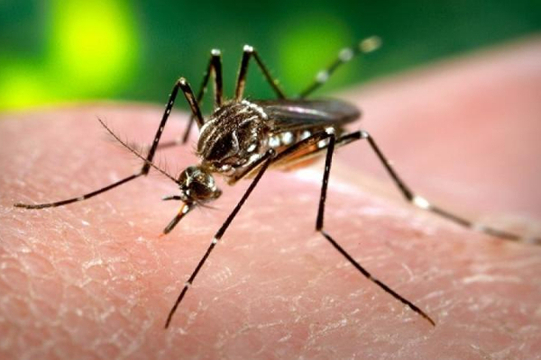 யாழில் டெங்கு தீவிரம்! அவதானமாக இருக்கும்படி சுகாதாரத்துறை அறிவுறுத்தல் | Dengue Intensity In Jaffna