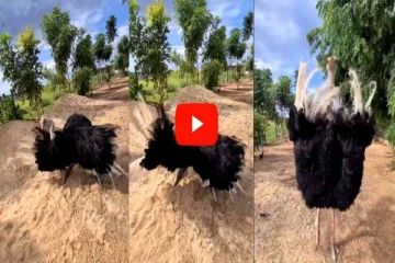 தொட்டதும் சிறகை விரித்து குத்தாட்டம் போட்டு டான்சர்களை ஓரங்கட்டிய பறவை!