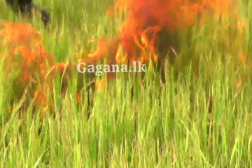 ගොයමට ගිනි තැබුවොත් වෙන්නේ මේ දෙයයි - රජයෙන් තීරණයක්.