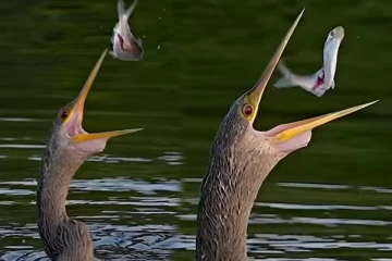 Viral Video: நாரையின் அடுத்தடுத்த விடாமுயற்சி... மீண்டும் மீண்டும் நிச்சயம் பார்ப்பீங்க