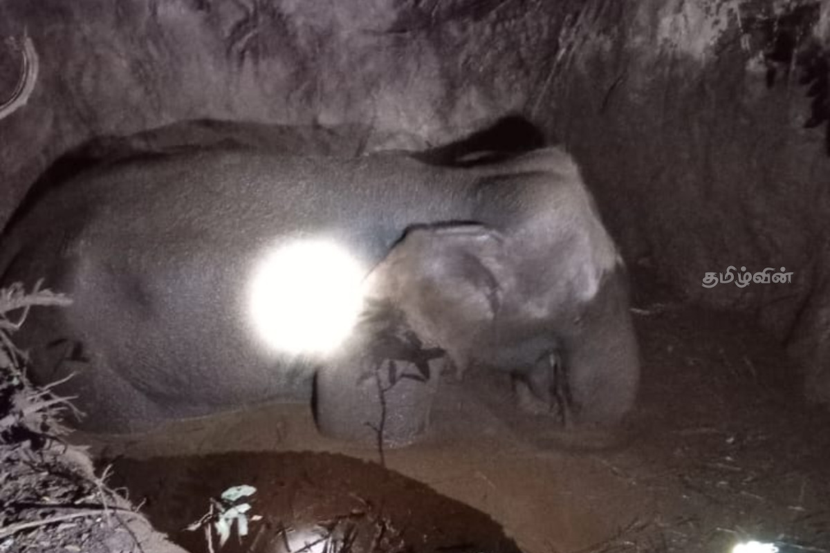 கிணற்றுக்குள் விழுந்து போராடும் யானை - அதிகாரிகள் தீவிர நடவடிக்கை | Elephant Safely Rescued After Falling Into A Well