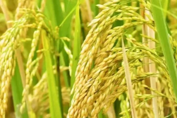 புதிய வகை நெல் இனம் கண்டுபிடிப்பு