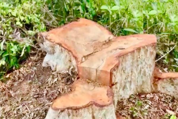 இனம்தெரியாத குழுக்களால் வெட்டி கடத்தப்படும் மருத மரங்கள் ; பொதுமக்கள் விடுத்துள்ள கோரிக்கை | Public Illegal Cutting Smuggling Marudha Trees