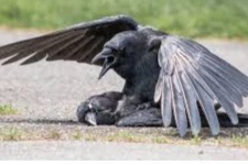 ராஜஸ்தானில் காகங்கள் மூலம் உருவாகும் மிகவும் ஆபத்தான வைரஸ்