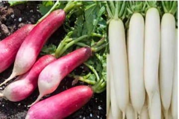 தாம்பத்ய வாழ்க்கையை மேம்படுத்தும் முள்ளங்கி: ஆனால் யார் சாப்பிடக்கூடாதுனு தெரியுமா?