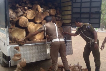 யாழில் சூட்சுமமான முறையில் கடத்தப்பட்ட தேக்க மரக் குற்றிகள் மீட்பு (Photos)