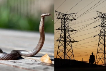 ஒற்றை பாம்பால் இருளில் மூழ்கிய 11,700 வாடிக்கையாளர்கள்: எரிசக்தி குழு எடுத்த துரித நடவடிக்கை