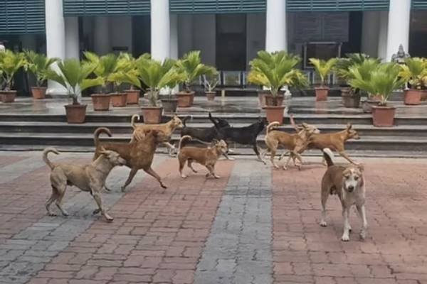 தெரு நாய் தாக்குதல்.., பள்ளி மாணவர்களுக்கு பள்ளிக்கல்வித்துறை அறிவுரை | Tn Schools Safety Rules To Students From Dogs