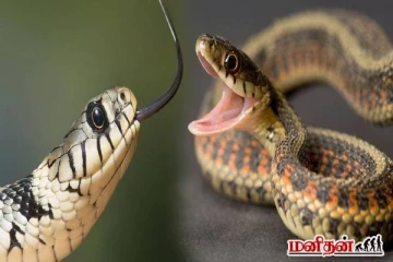 பாம்புகளுக்கு கண் தெரியாதா? ஆய்வுகள் கூறும் அதிர்ச்சி தகவல்!