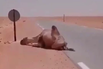 அணு அணுவாக பிரிந்த ஒட்டகத்தின் உயிர்! கடவுளாக வந்த நபரின் மாஸான செயல்