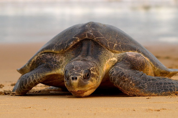 பாணந்துறையில் கரையொதுங்கிய உலகின் மிகப்பெரிய ஆமை | World S Largest Turtle Washed Ashore In Pananturai