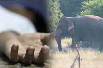 யானை தாக்கியதால் பெண்ணொருவர் உயிரிழப்பு...!