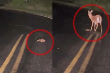 சாலையில் நடக்கமுடியாத தவித்த குட்டி மான்! தாய் செய்த நெகிழ்ச்சி காரியம்