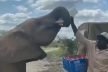 புட்டி பால் குடிக்கும் யானை! இணையத்தில் வைரலாகும் கியூட் வீடியோ