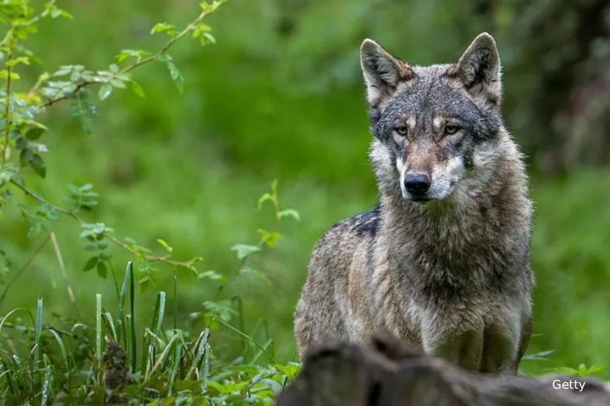 ஊருக்குள் நுழைந்த ஓநாய்... ஜேர்மனியில் பெண்ணுக்கு கிடைத்த அதிர்ச்சி | German Women Face Wolf Bite In Shopping Street