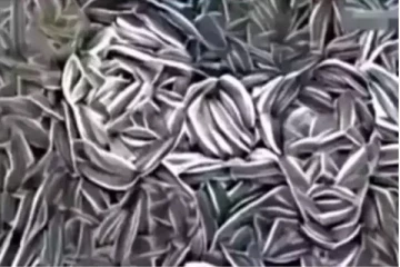 இந்த புகைப்படத்தில் உங்க கண்ணுக்கு முதலில் தெரிந்தது என்ன? எதிலும் வெற்றிதான்