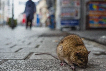 இலங்கையை அச்சுறுத்தும் மற்றுமொரு நோய்!