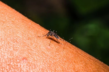 கொழும்பில் டெங்கு நோய் பரவல் அபாயம்: உடனடி நடவடிக்கை மேற்கொள்ள பணிப்புரை