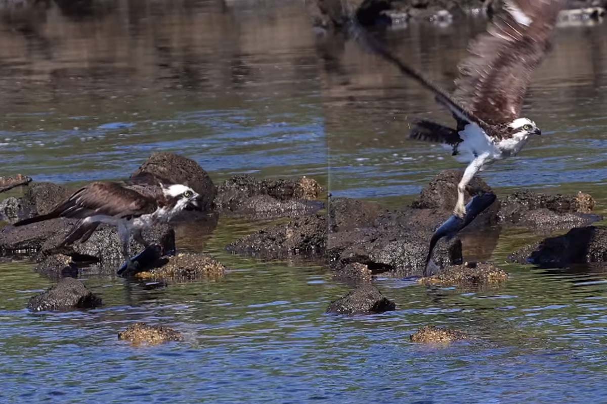 Viral Video: காத்திருந்த கழுகிடம் இவ்வளவு பெரிய மீனா? வைரலாகும் காட்சி | Eagle Hunt Big Fish Viral Video
