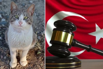 துருக்கியில் பூனையை கொன்ற வழக்கு: சம்பந்தப்பட்ட நபருக்கு நீதிமன்றம் விதித்த தண்டனை!
