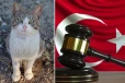 துருக்கியில் பூனையை கொன்ற வழக்கு: சம்பந்தப்பட்ட நபருக்கு நீதிமன்றம் விதித்த தண்டனை!