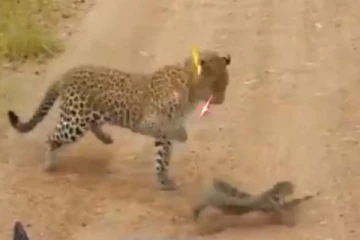 சிறுத்தைக்கு கிடைத்த தர்ம அடி! வயிறு வலிக்க சிரிக்க வைக்கும் காணொளி