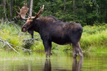 இரண்டு அமெரிக்கர்களுக்கு கனடாவில் விதிக்கப்பட்ட தண்டனை