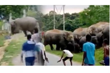 அடேய்... உங்கள என்ன பண்றேன்னு பாருங்கடா... யானைகளை தொந்தரவு செய்த கூட்டத்திற்கு ஏற்பட்ட கதி! வைரல் வீடியோ