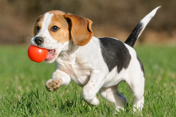அடிக்கடி கனவில் விலங்குகள் வருகினறதா? அர்த்தத்தினை கட்டாயம் தெரிஞ்சிக்கோங்க | What Does It Mean Animals In Your Dreams அடிக்கடி கனவில் விலங்குகள் வருகினறதா? அர்த்தத்தினை கட்டாயம் தெரிஞ்சிக்கோங்க | What Does It Mean Animals In Your Dreams