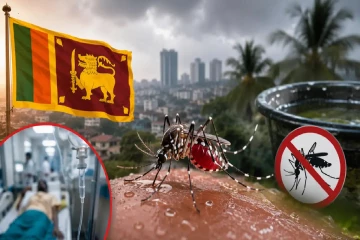 இலங்கையில் 93,635 டெங்கு நோயாளர்கள் பதிவு!