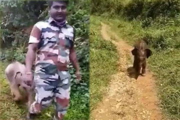 அம்மாவை பார்க்க போறேன்! நெகிழ வைத்த குட்டி யானை... 1000 தடவை பார்த்தாலும் சலிக்காத காட்சி