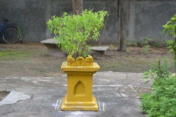 காய்ந்த துளசி அகற்றும் பொழுது நாம் கவனிக்க வேண்டிய விஷயங்கள்