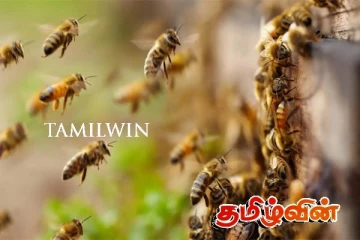 வவுனியாவில் குளவி கொட்டுக்கு இலக்கான 9 பேர் வைத்தியசாலையில்