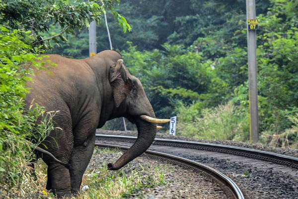 பொலன்னறுவையில் ரயிலில் மோதி யானை உயிரிழப்பு | Elephant Dies In Polonnaruwa Train Hit