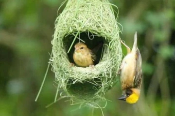 தூக்கணாங்குருவி எப்படி கூடு கட்டுகிறது ?