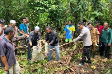 மாயமான பெண்மணி... வீங்கிய வயிறுடன் கண்டுபிடிக்கப்பட்ட மலைப்பாம்பு: காத்திருந்த அதிர்ச்சி...