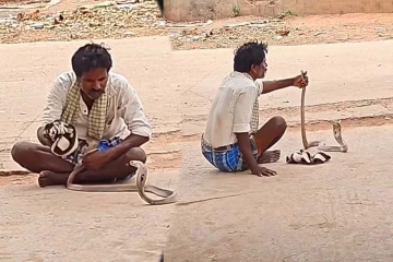 Viral Video: படமெடுத்து எதிர்த்து நிற்கும் பாம்பு... மதுபோதையில் நபர் செய்த காரியம்
