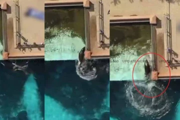 தனிமையின் கொடுமையில் ‘கிஸ்கா’ திமிங்கலம் : தன்னை தானே துன்புறுத்திக் கொள்ளும் வீடியோ வைரல்!