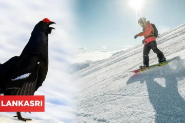 பறவைகளை கொஞ்சம் கவனித்துப்பாருங்கள்: சுவிட்சர்லாந்தில் பனிச்சறுக்கு விளையாடச் செல்வோருக்கு ஒரு எச்சரிக்கை